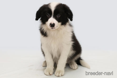 成約済の神奈川県のボーダーコリー-181035の1枚目